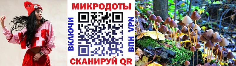 Псилоцибиновые грибы Psilocybine cubensis  Прокопьевск 